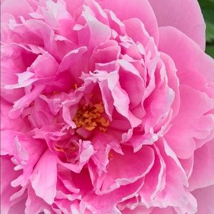 Meet your Posher, Sharon